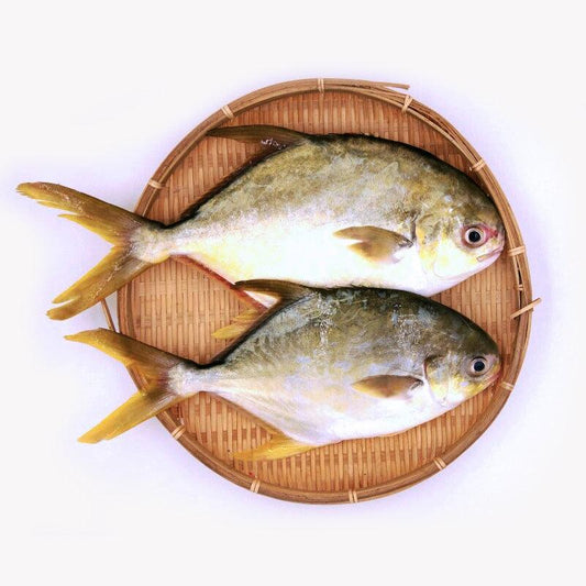 Pompano (Kukup Farmed) / 金鲳（龟咯海养） - Fish Club