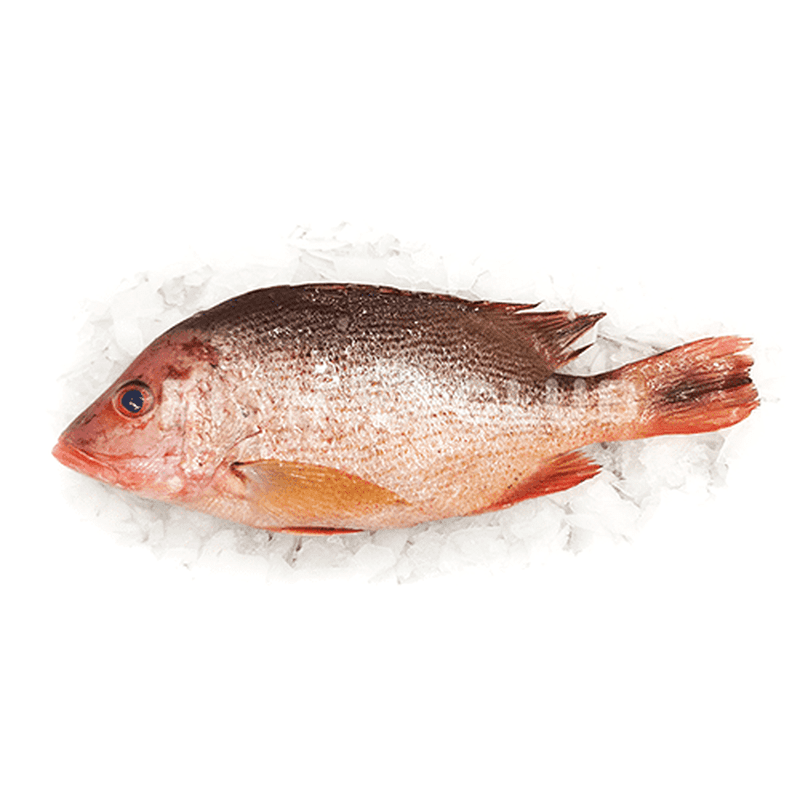 Red Snapper (Kong Kong Farmed) / 红鱼(贡贡海养) - Fish Club
