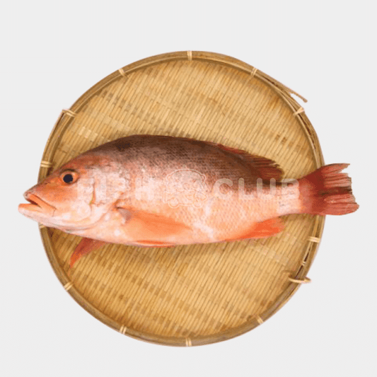 Red Snapper (Kukup Farmed) / 红鱼(龟咯海养) - Fish Club
