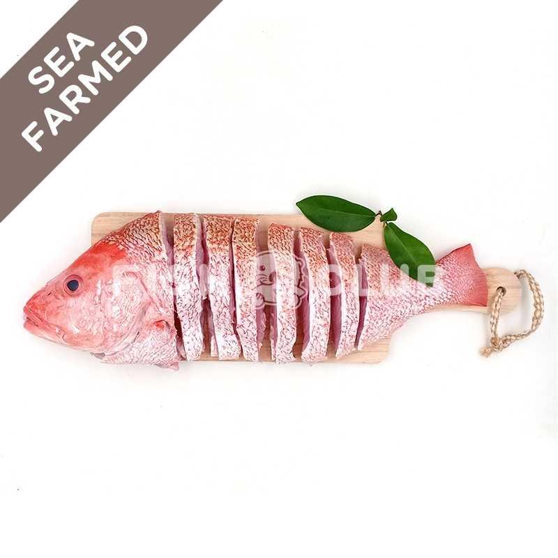 Red Snapper (Kukup Farmed) Whole Steak / 红鱼(龟咯海养)全鱼段 - Fish Club
