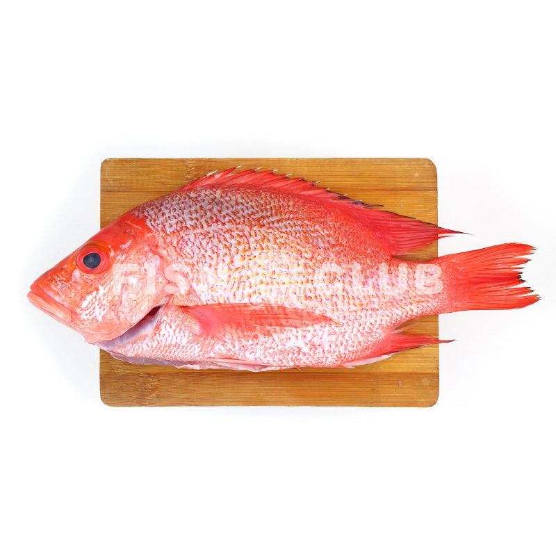 Red Snapper (Sabah Wild) / 红鱼 (沙巴野生) - Fish Club