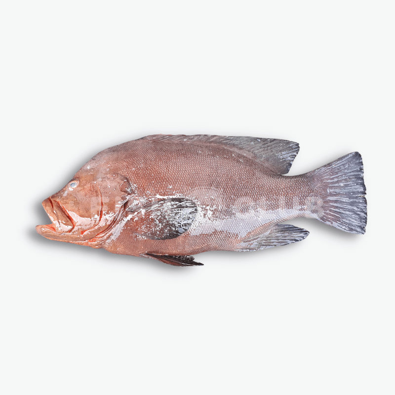Redmouth Grouper (Sabah Wild) Whole Steak / 黑瓜子 (沙巴野生) 全鱼段 - Fish Club