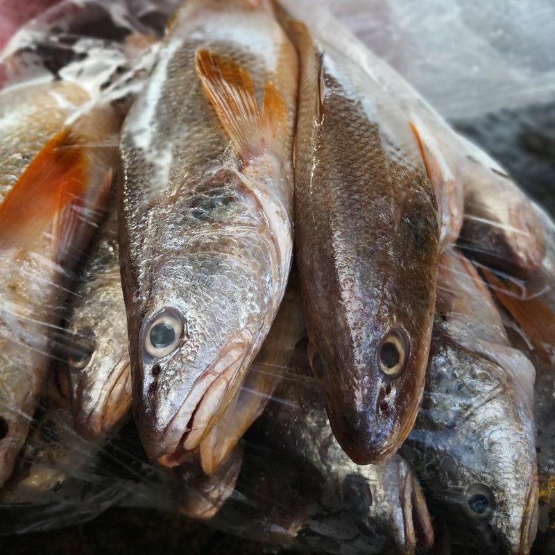 Reeves Croaker (Pontian Wild) / 地黄鱼(笨珍野生) - Fish Club