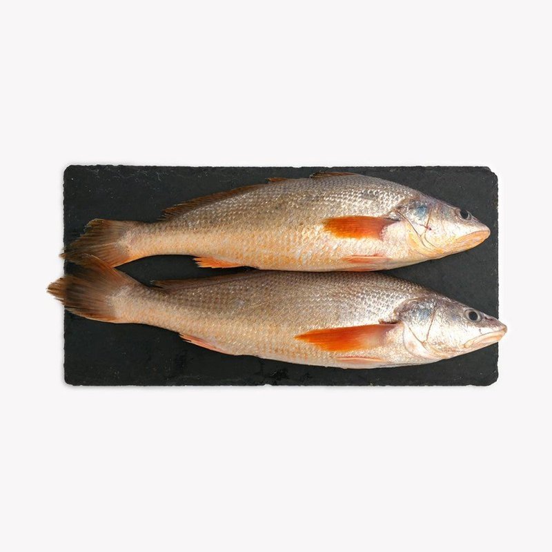 Reeves Croaker (Pontian Wild) / 地黄鱼(笨珍野生) - Fish Club