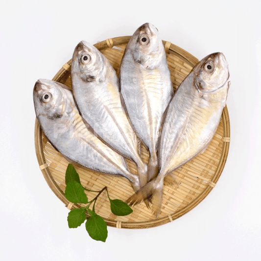 Shrimp Scad (Pontian Wild) / 吉打鲹(笨珍野生) - 500g - Fish Club
