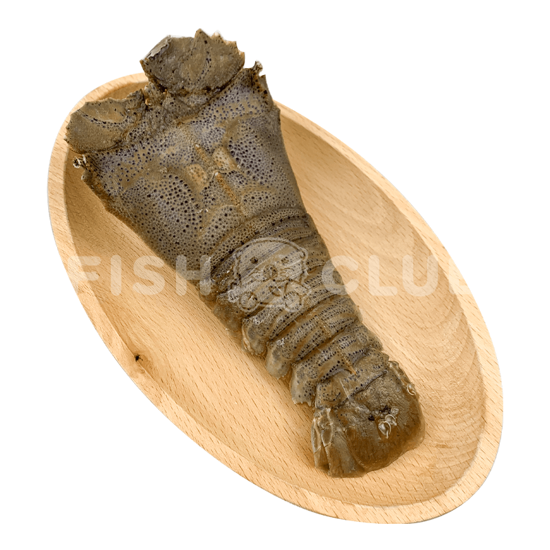 Slipper Lobster (Mersing Wild) / 虾婆 (丰盛港野生) - 130g - Fish Club