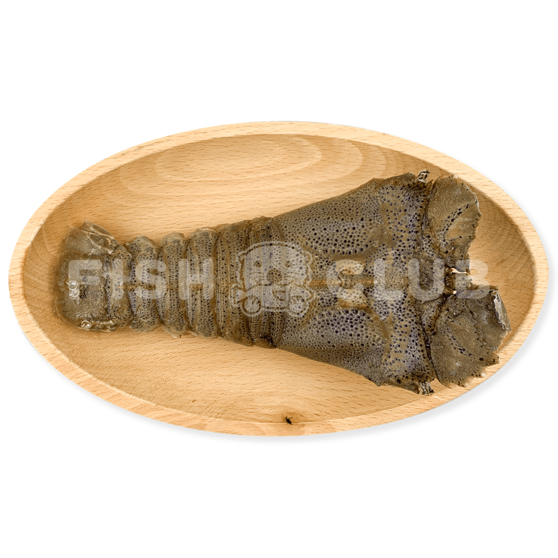 Slipper Lobster (Mersing Wild) / 虾婆 (丰盛港野生) - 130g - Fish Club