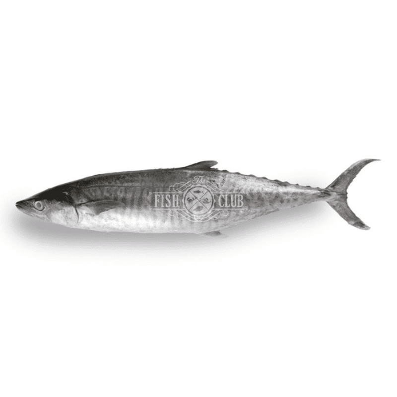 Spanish Mackerel (Pontian Wild) Fillet / 巴当鲛鱼(笨珍野生)厚片 - Fish Club