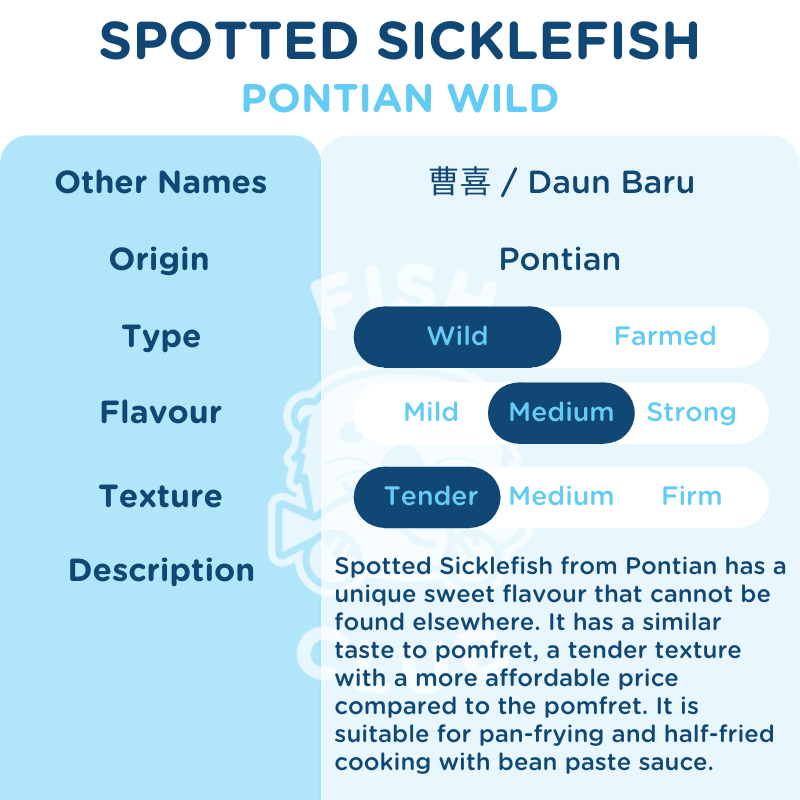 Spotted Sicklefish (Pontian Wild) / 曹喜(笨珍野生) - Fish Club