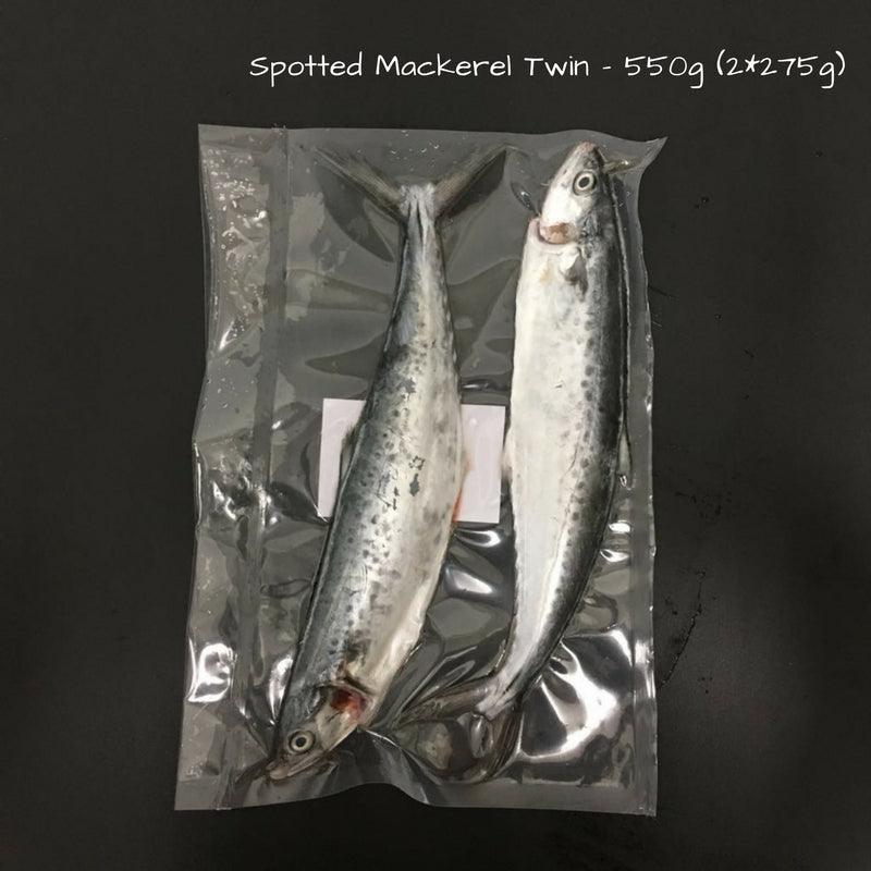 Spotted Spanish Mackerel (Pontian Wild) / 斑点马鲛(笨珍野生) - Fish Club