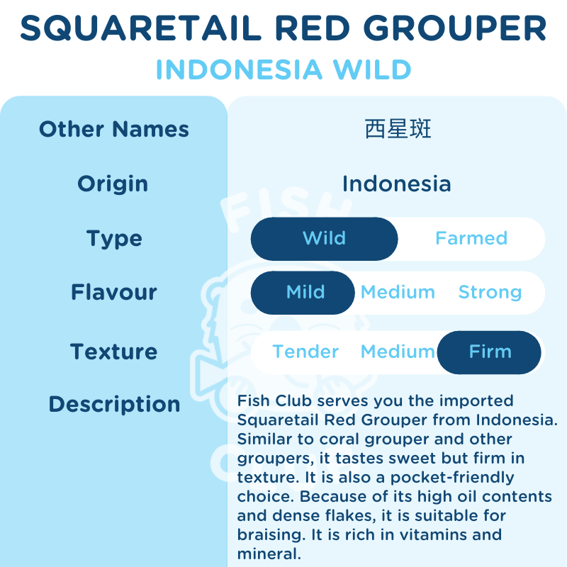 Squaretail Red Grouper (Indo Wild) / 西星斑(印尼野生) - Fish Club