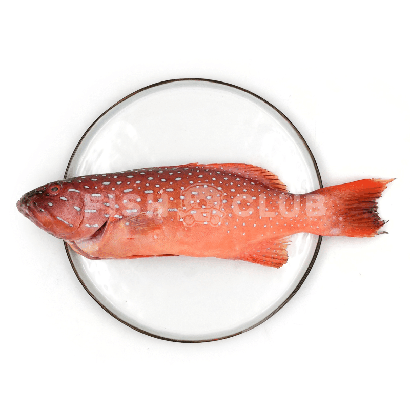 Squaretail Red Grouper (Indo Wild) / 西星斑(印尼野生) - Fish Club