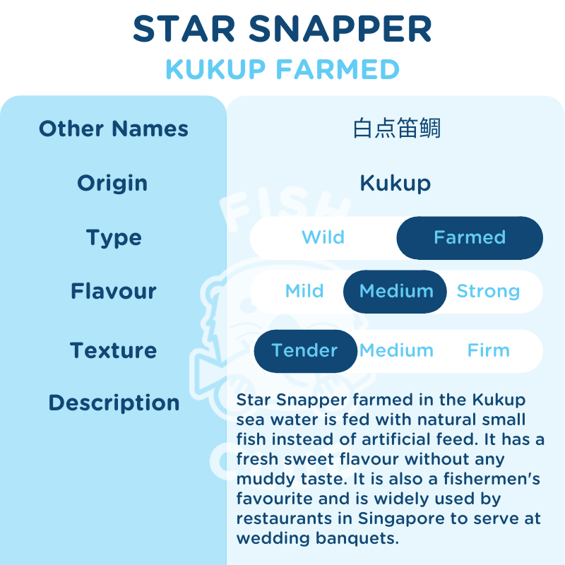 Star Snapper (Kukup Farmed) / 白点笛鲷(龟咯海养) - Fish Club