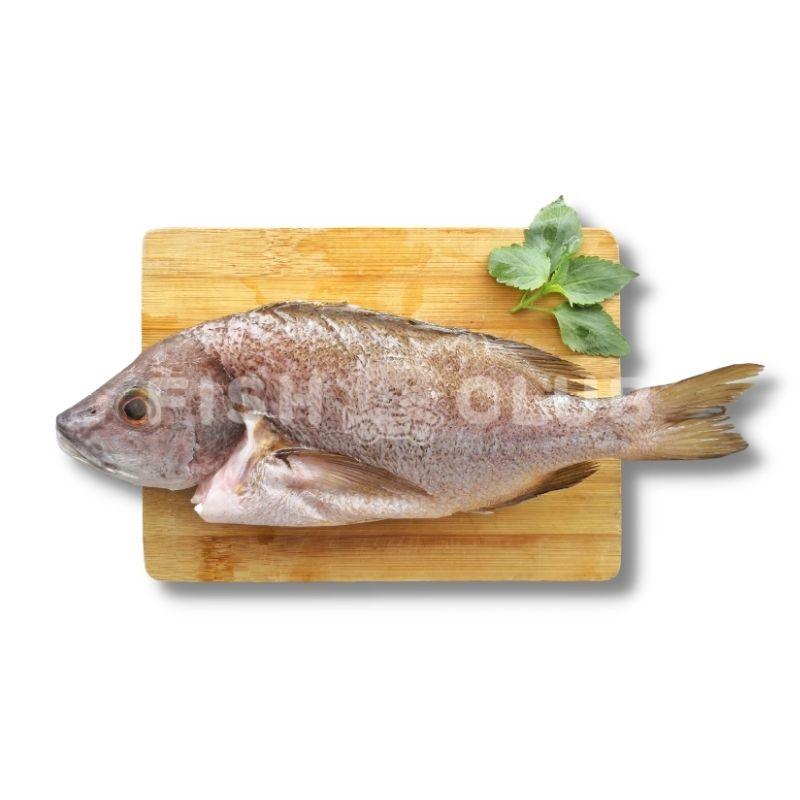 Star Snapper (Kukup Farmed) / 白点笛鲷(龟咯海养) - Fish Club