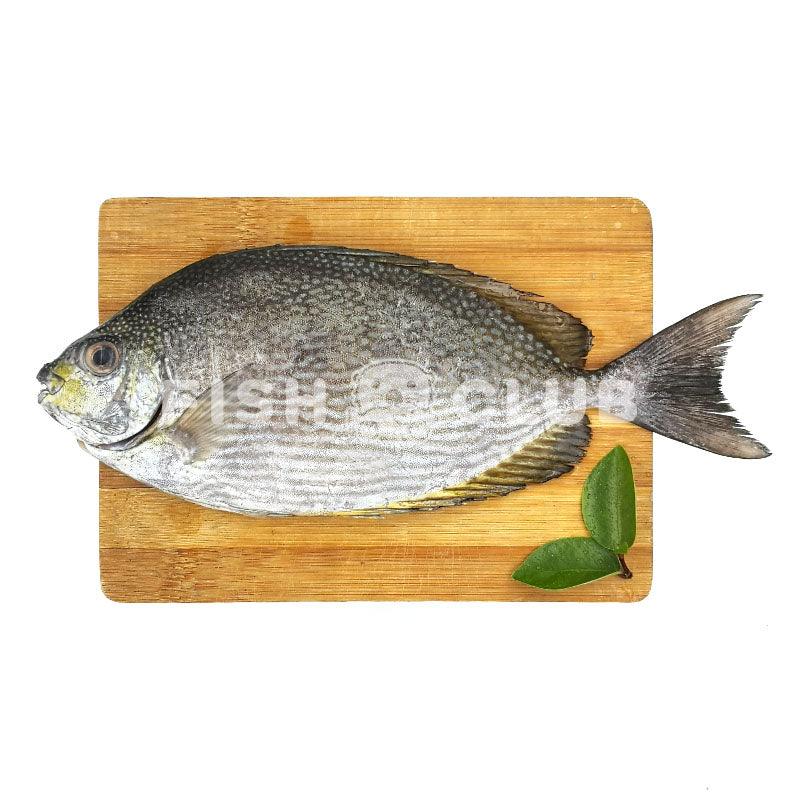 Streaked Spinefoot (Sabah Wild) / 泥猛 (沙巴野生) - Fish Club