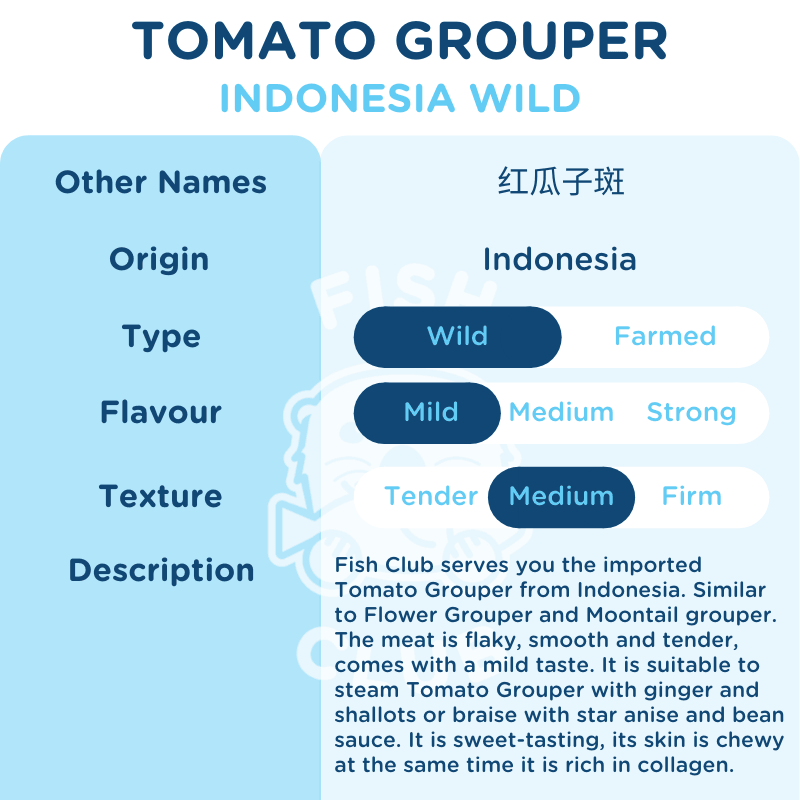 Tomato Grouper (Indo Wild) / 红瓜子斑(印尼野生) - Fish Club