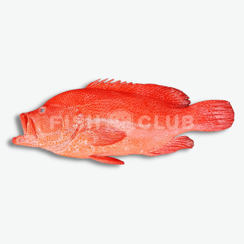 Tomato Grouper (Sabah Wild) Whole Steak / 红瓜子 (沙巴野生) 全鱼段 - Fish Club