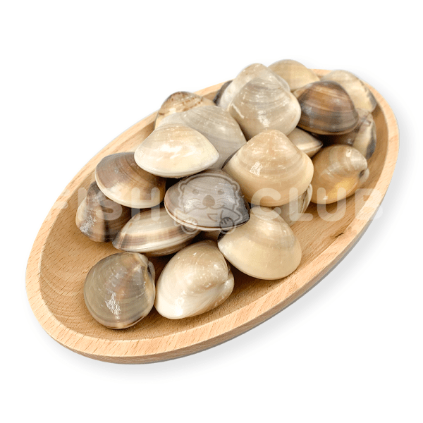 White Clams (Penang Wild) / 沙白 (槟城野生) - 500g - Fish Club