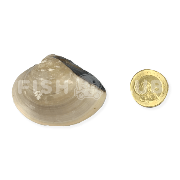 White Clams (Penang Wild) / 沙白 (槟城野生) - 500g - Fish Club