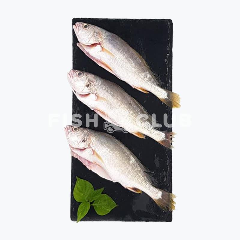 White Flower Croaker (Pontian Wild) / 金斑(笨珍野生) - Fish Club