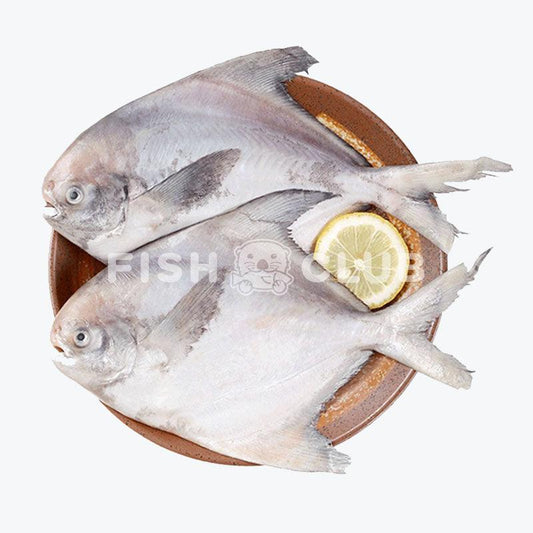 White Pomfret (Pontian Wild) / 白鲳(笨珍野生) - Fish Club