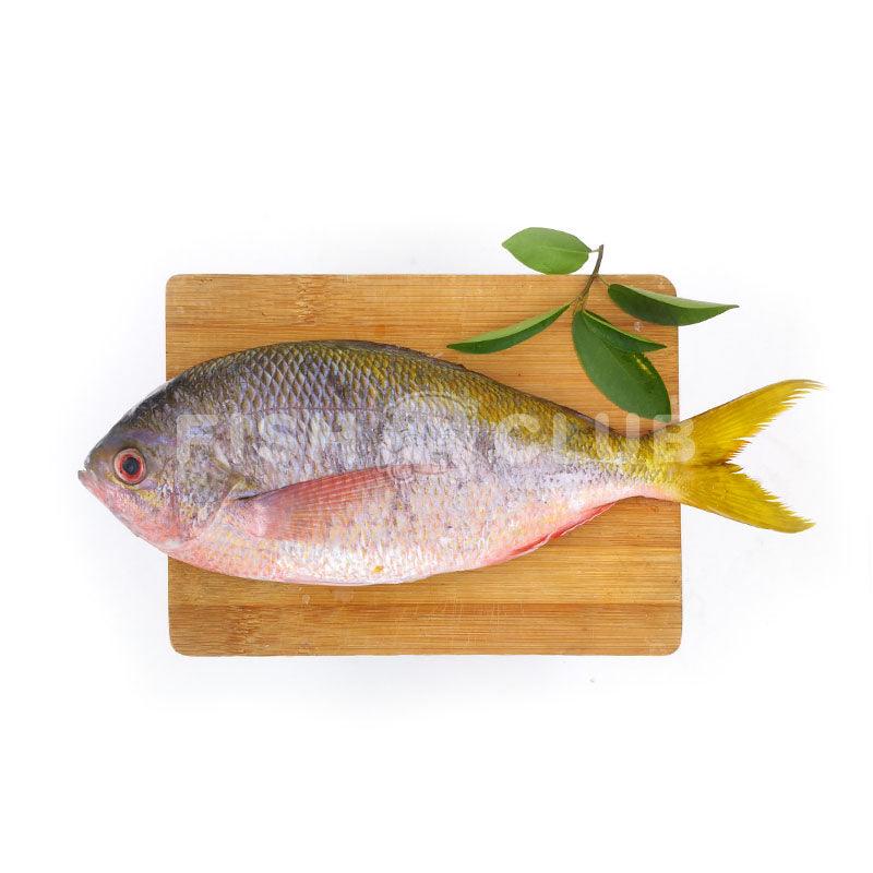 Yellowtail Fusillier (Sabah Wild) / 黄尾鱼 (沙巴野生) - Fish Club