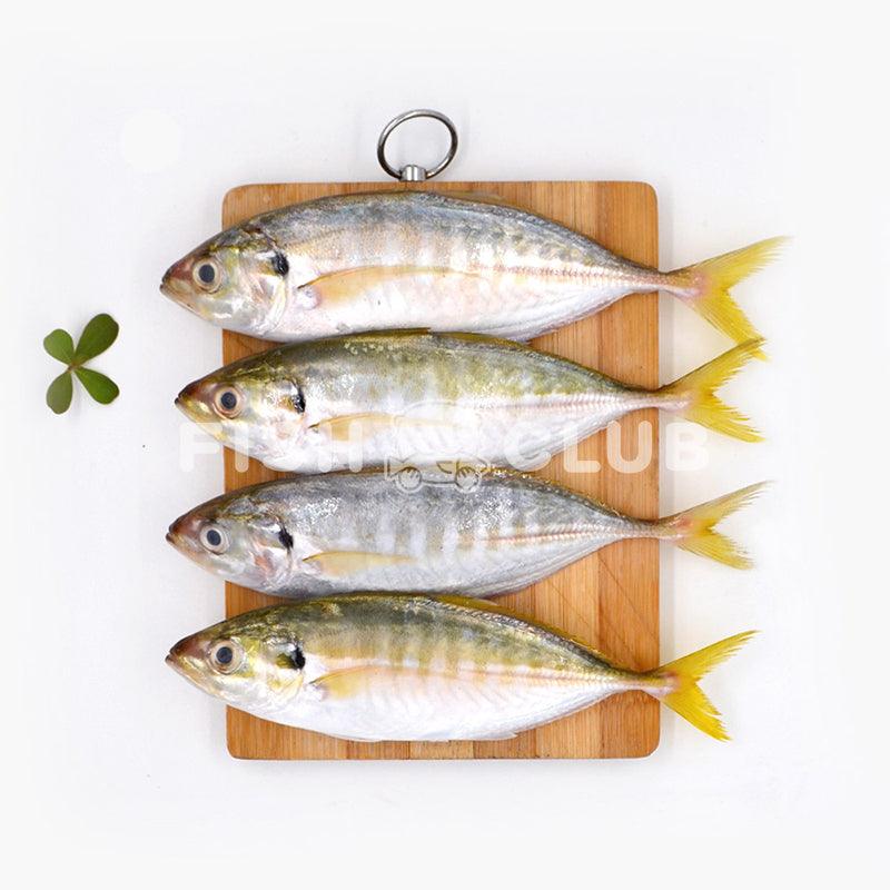 Yellowtail Scad (Pontian Wild) / 黄尾鲹(笨珍野生)- 500g - Fish Club