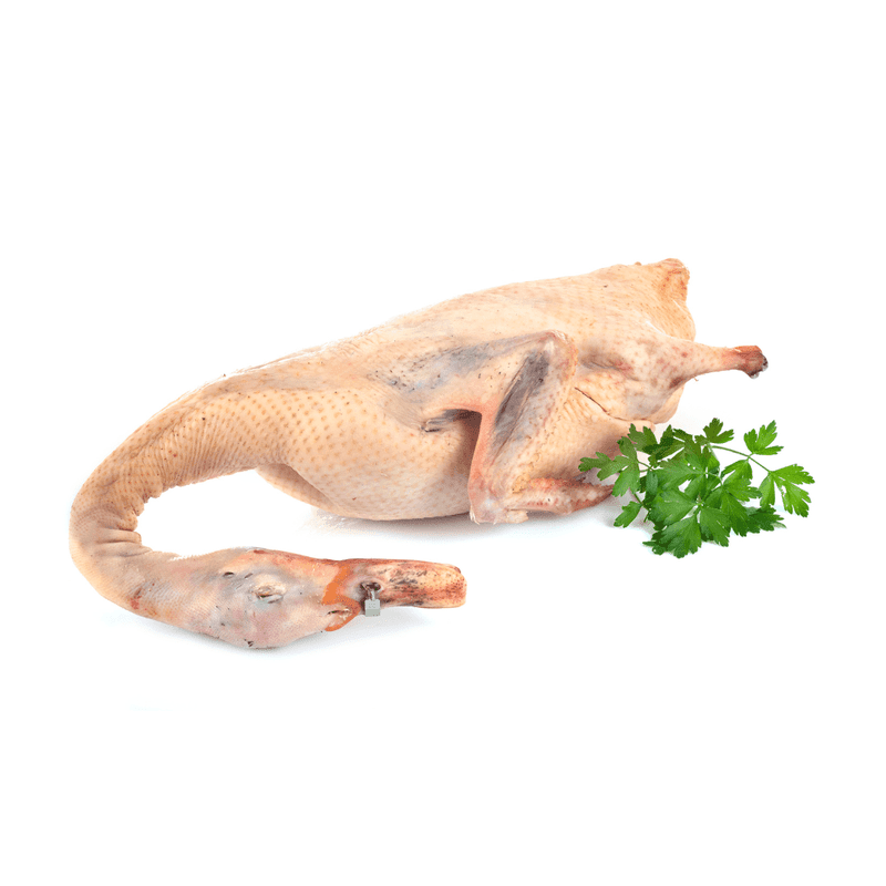 Duck – Fish Club