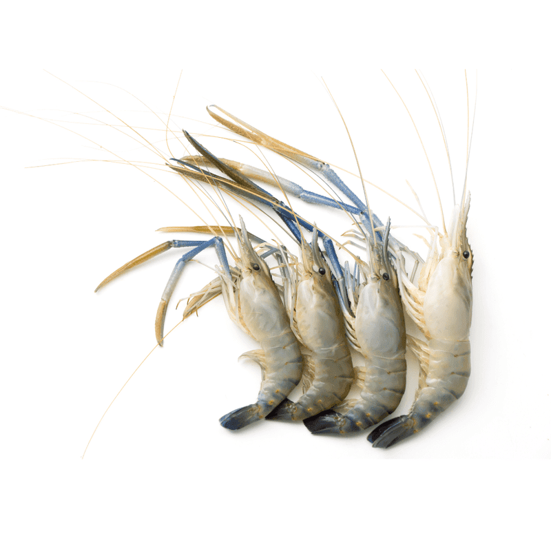Prawns – Fish Club