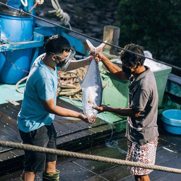 Wild Caught – Fish Club