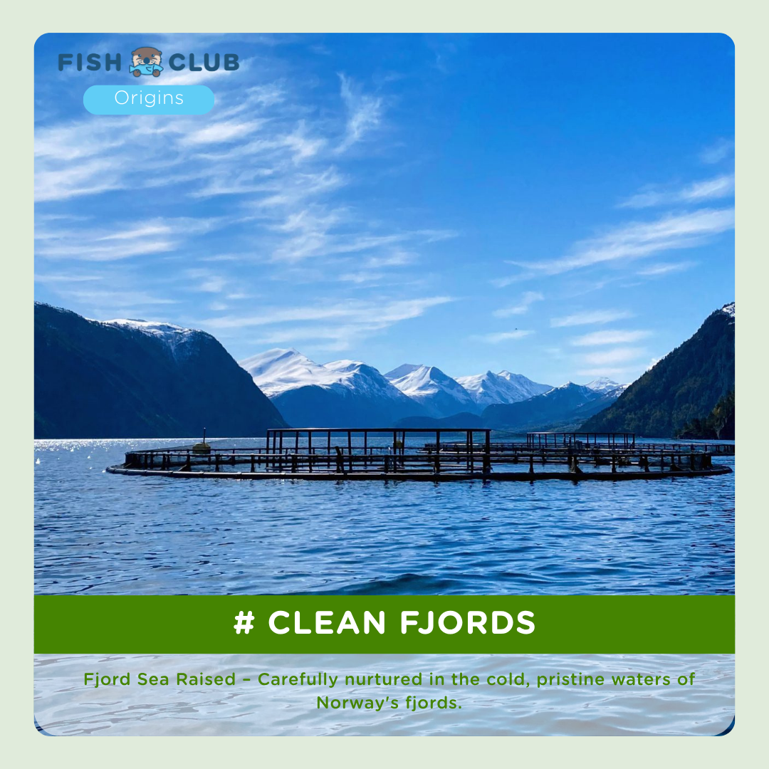 Fish Club Origins' Organic Norwegian Atlantic Salmon Fillet