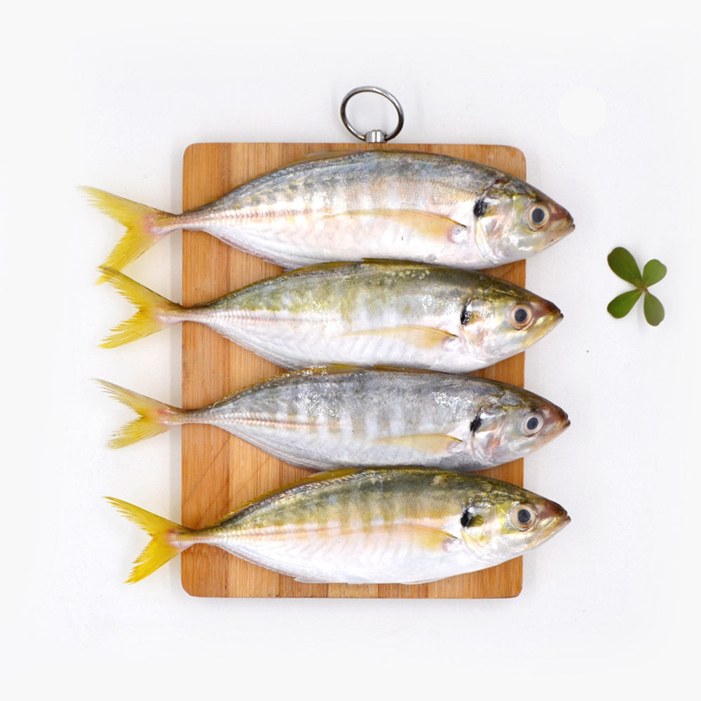 Selar Bentong (Pontian Wild) / 文东鱼 (笨珍野生) – Fish Club