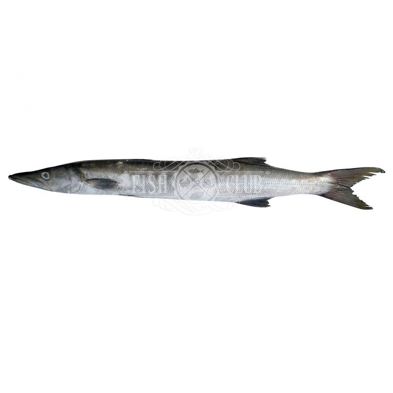 Barracuda (Pontian Wild) Fillet / 山君鱼（笨珍野生) - Fish Club