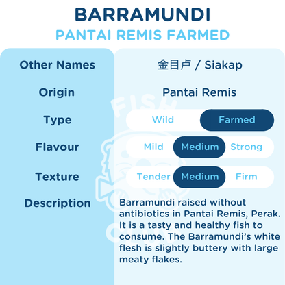 Barramundi (Pantai Remis Farmed) / 金目鲈（班台养殖） - Fish Club