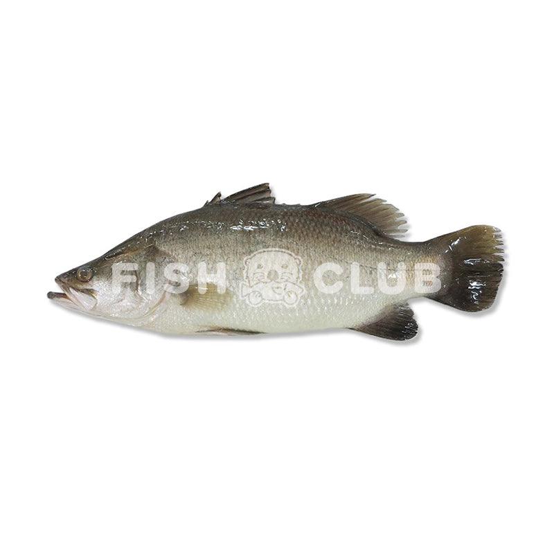 Barramundi (Penang Farmed) / 金目鲈 (槟城养殖) - Fish Club
