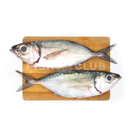 Bigeye Scad (Kuala Selangor Wild) / 大目 (瓜雪野生) - Fish Club