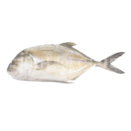 Bigeye Trevally (Kuala Selangor Wild) / 甘果鱼 (瓜雪野生) - Fish Club