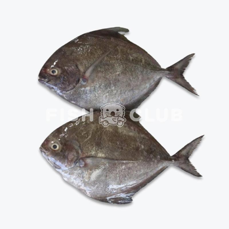 Black Pomfret (Kuala Selangor Wild) / 黑鲳（瓜雪野生） - Fish Club