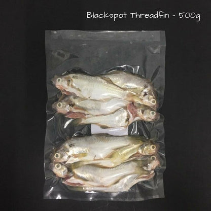 Blackspot Threadfin (Pontian Wild) / 肉午鱼（笨珍野生） - 500g - Fish Club