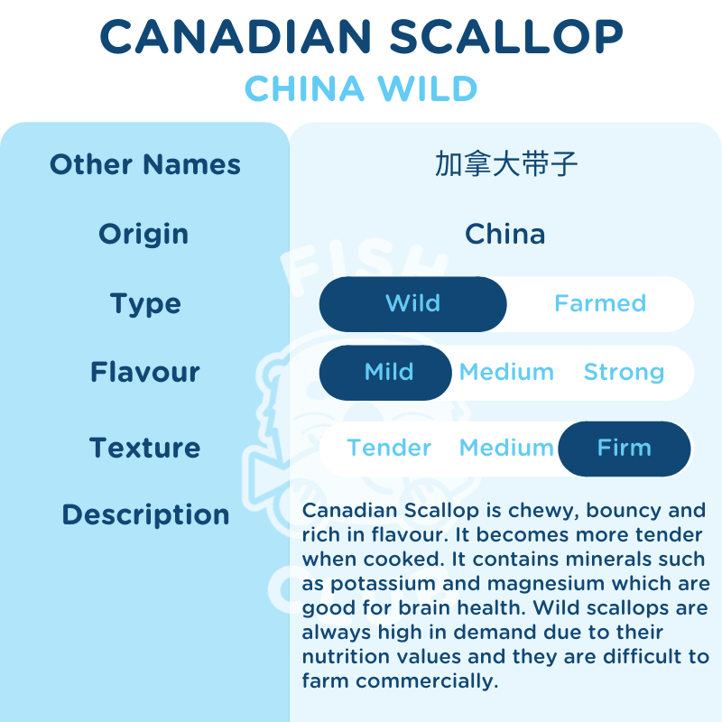 Canadian Wild Scallop / 加拿大带子 - 500g - Fish Club