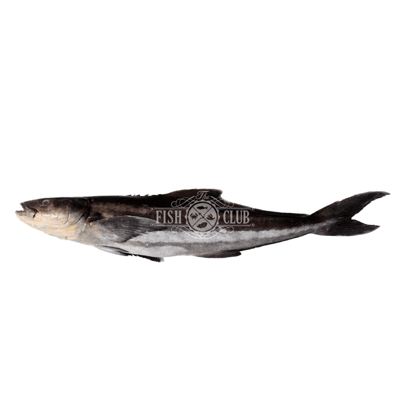 Cobia (Pontian Wild) Fillet / 海鲡（笨珍野生）厚片 - Fish Club