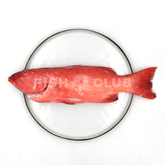 Coral Grouper (Indo Wild) / 七星斑（印尼野生） - Fish Club