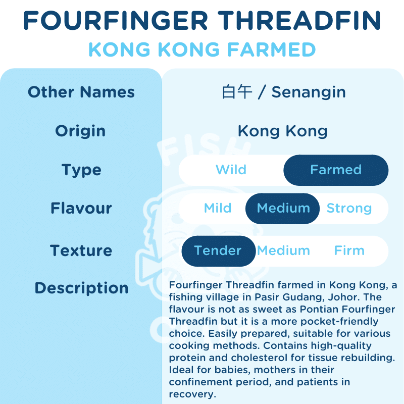 Fourfinger Threadfin (Kong Kong Farmed) / 白午（贡贡海养） - Fish Club