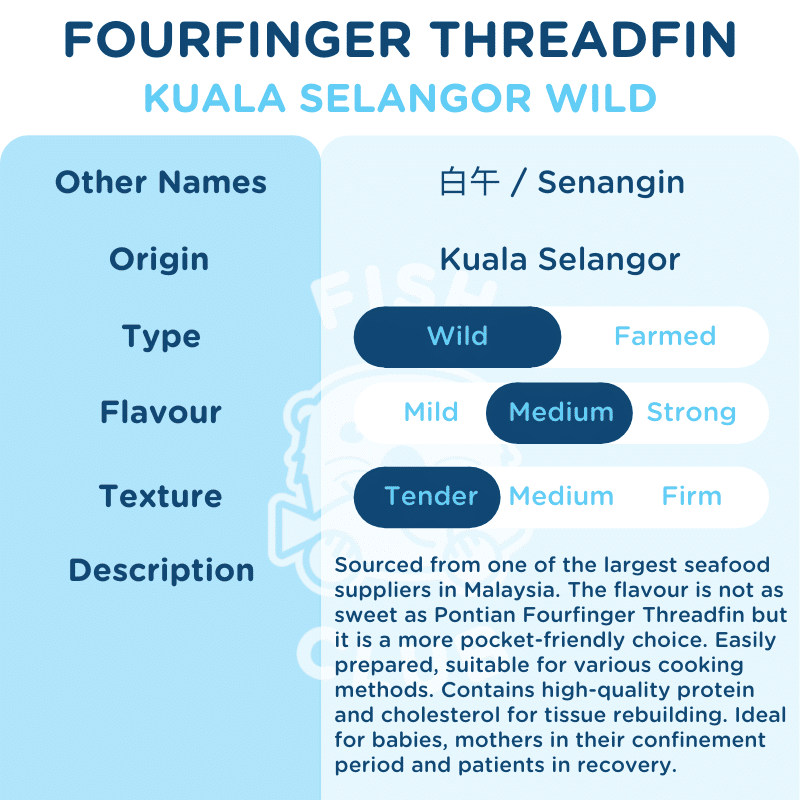Fourfinger Threadfin (Kuala Selangor Wild) Fillet / 白午 (瓜雪野生) 厚片 - Fish Club
