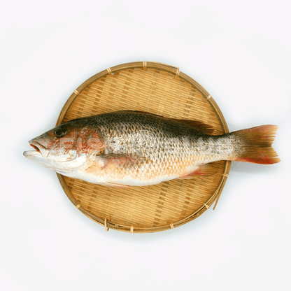 Golden Snapper (Kukup Farmed) / 红皂（龟咯海养） - Fish Club