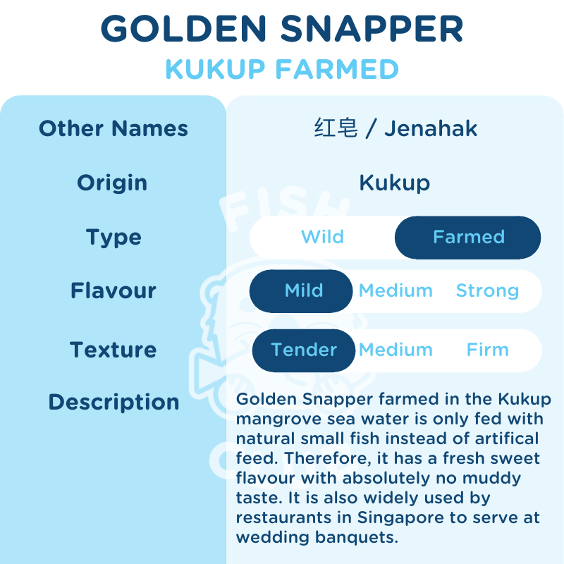 Golden Snapper (Kukup Farmed) Head / 红皂（龟咯海养）鱼头 - Fish Club