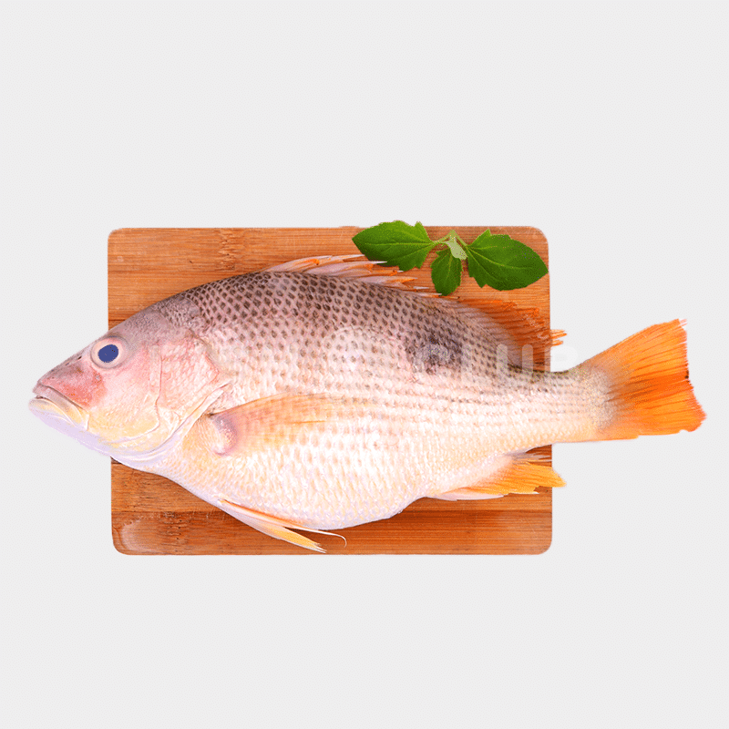 Golden Snapper (Pontian Wild) / 红皂（笨珍野生） - Fish Club