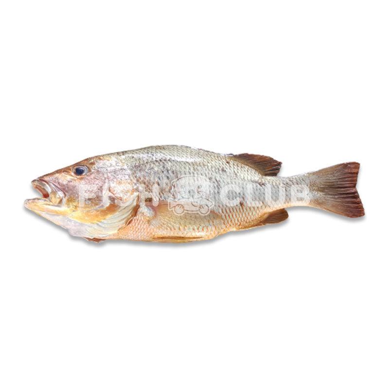 Golden Snapper (Sabah Wild) / 红皂 (沙巴野生) - Fish Club