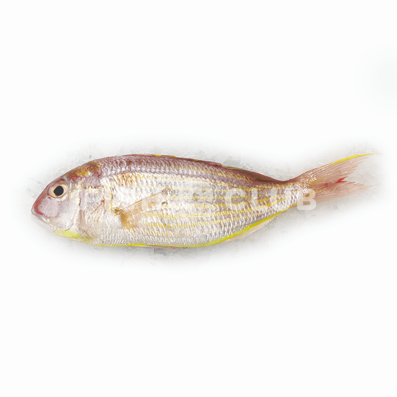 Golden Threadfin Bream (Kuala Selangor) / 红哥里 (瓜雪野生) - Fish Club