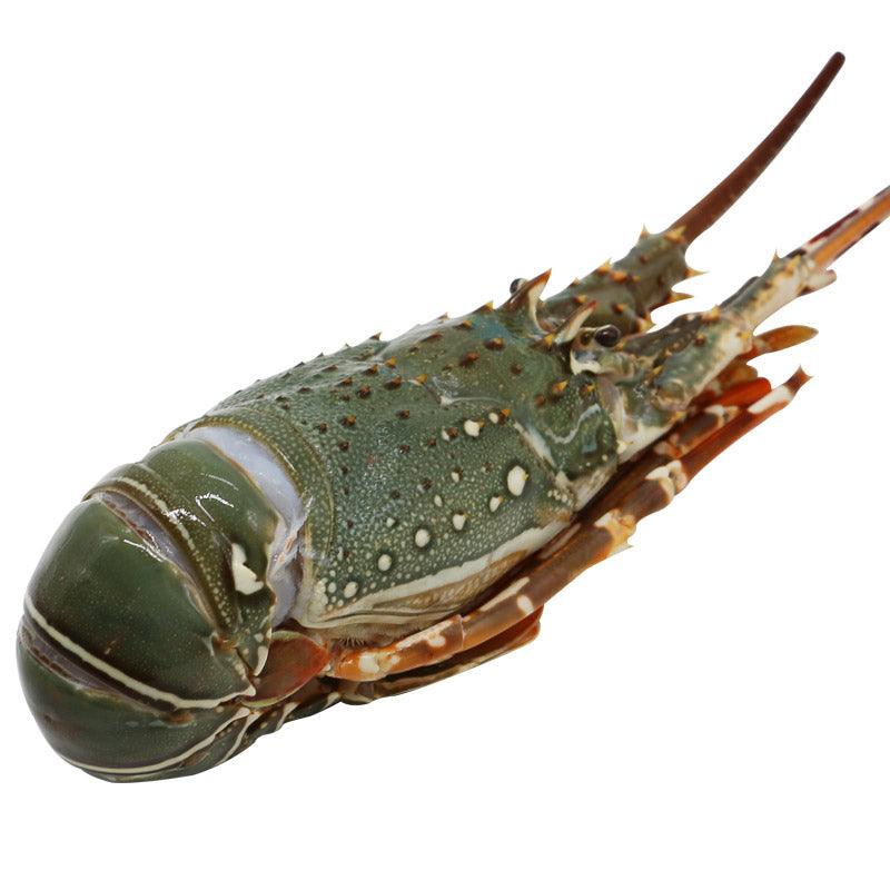 Green Lobster / 青龙虾 (300-500g) - Fish Club